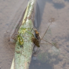 Gerridae (family) at Cotter River, ACT - 5 Jan 2017 09:23 AM