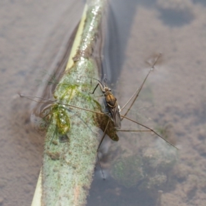 Gerridae (family) at Cotter River, ACT - 5 Jan 2017