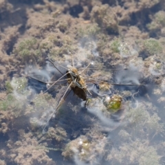 Gerridae (family) at Cotter River, ACT - 5 Jan 2017 09:23 AM