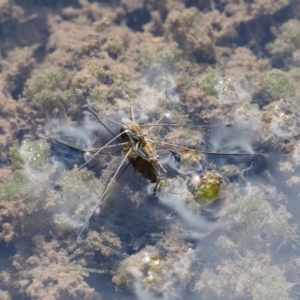 Gerridae (family) at Cotter River, ACT - 5 Jan 2017 09:23 AM