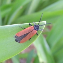 Porrostoma rhipidium (Long-nosed Lycid (Net-winged) beetle) at Conder, ACT - 19 Nov 2016 by michaelb