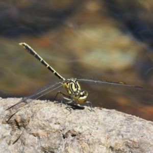 Austrogomphus guerini at Cotter River, ACT - 5 Jan 2017