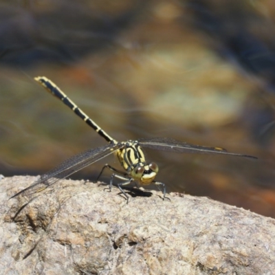 Austrogomphus guerini (Yellow-striped Hunter) at Lower Cotter Catchment - 5 Jan 2017 by KenT