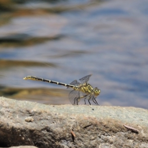 Austrogomphus guerini at Cotter River, ACT - 5 Jan 2017