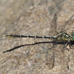 Austrogomphus guerini at Cotter River, ACT - 5 Jan 2017