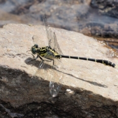 Hemigomphus gouldii (Southern Vicetail) at Lower Cotter Catchment - 4 Jan 2017 by KenT