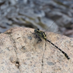 Hemigomphus gouldii at Cotter River, ACT - 5 Jan 2017 10:16 AM