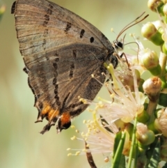 Jalmenus evagoras (Imperial Hairstreak) at Cotter River, ACT - 31 Dec 2016 by KenT