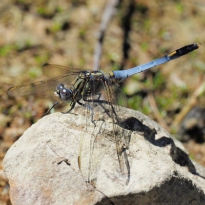Orthetrum caledonicum (Blue Skimmer) at Cotter River, ACT - 31 Dec 2016 by KenT