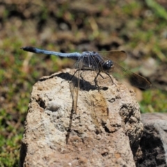 Orthetrum caledonicum at Cotter River, ACT - 31 Dec 2016