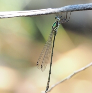 Synlestes weyersii at Cotter River, ACT - 5 Jan 2017