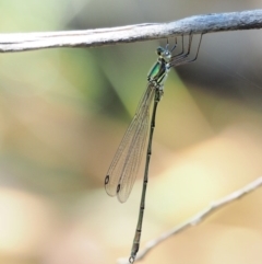 Synlestes weyersii (Bronze Needle) at Cotter River, ACT - 5 Jan 2017 by KenT