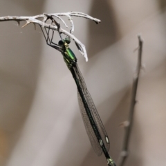 Synlestes weyersii at Cotter River, ACT - 5 Jan 2017 12:40 PM