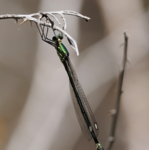 Synlestes weyersii at Cotter River, ACT - 5 Jan 2017