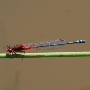 Xanthagrion erythroneurum at Cotter River, ACT - 31 Dec 2016