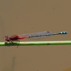 Xanthagrion erythroneurum (Red & Blue Damsel) at Cotter River, ACT - 31 Dec 2016 by KenT
