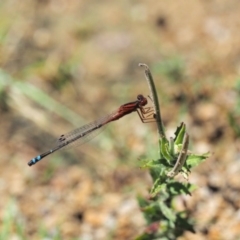 Xanthagrion erythroneurum at Cotter River, ACT - 31 Dec 2016