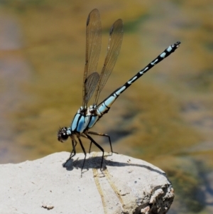 Diphlebia nymphoides at Cotter River, ACT - 5 Jan 2017