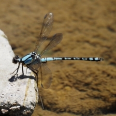 Diphlebia nymphoides at Cotter River, ACT - 5 Jan 2017