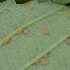 Phragmidium violaceum (Blackberry Leaf Rust Fungus) at Lower Cotter Catchment - 6 Jan 2017 by KenT
