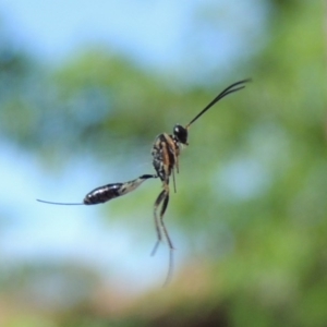 Ichneumonidae (family) at Conder, ACT - 4 Dec 2016 09:38 AM