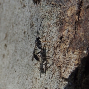 Ichneumonidae (family) at Conder, ACT - 4 Dec 2016