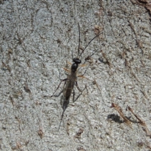 Ichneumonidae (family) at Conder, ACT - 4 Dec 2016 09:38 AM