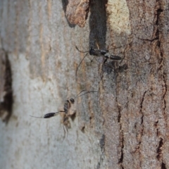 Ichneumonidae (family) at Conder, ACT - 4 Dec 2016