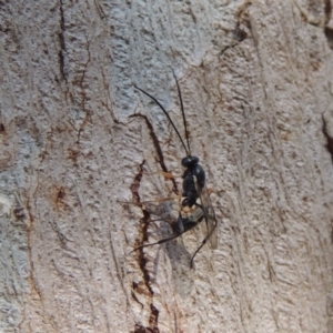 Ichneumonidae (family) at Conder, ACT - 4 Dec 2016 09:38 AM