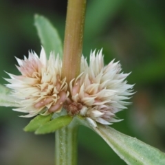 Alternanthera denticulata (Lesser Joyweed) at Cotter River, ACT - 4 Jan 2017 by KenT