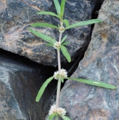 Alternanthera denticulata at Cotter River, ACT - 5 Jan 2017