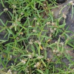 Alternanthera denticulata at Cotter River, ACT - 5 Jan 2017