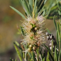Callistemon sieberi (River Bottlebrush) at Cotter River, ACT - 31 Dec 2016 by KenT