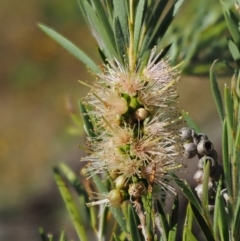 Callistemon sieberi (River Bottlebrush) at Cotter River, ACT - 30 Dec 2016 by KenT