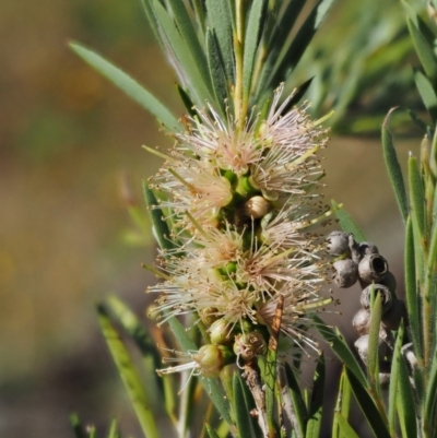 Callistemon sieberi (River Bottlebrush) at Cotter River, ACT - 31 Dec 2016 by KenT