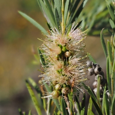 Callistemon sieberi (River Bottlebrush) at Cotter River, ACT - 30 Dec 2016 by KenT