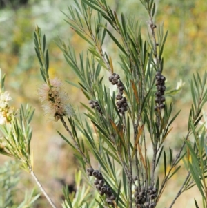 Callistemon sieberi at Cotter River, ACT - 31 Dec 2016