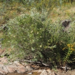 Callistemon sieberi at Cotter River, ACT - 31 Dec 2016