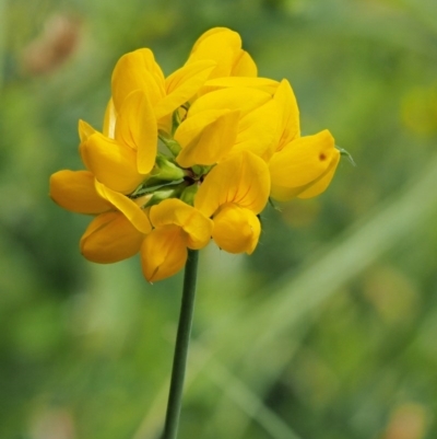 Lotus uliginosus (Birds-foot Trefoil) at Cotter River, ACT - 5 Jan 2017 by KenT