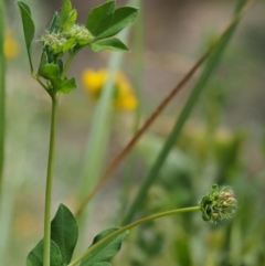 Lotus uliginosus at Cotter River, ACT - 5 Jan 2017