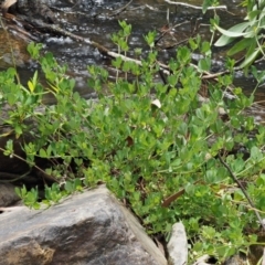 Lotus uliginosus at Cotter River, ACT - 5 Jan 2017