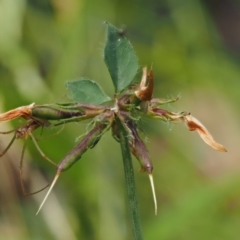 Lotus uliginosus at Cotter River, ACT - 5 Jan 2017