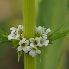 Lycopus australis (Native Gipsywort, Australian Gipsywort) at Cotter River, ACT - 5 Jan 2017 by KenT