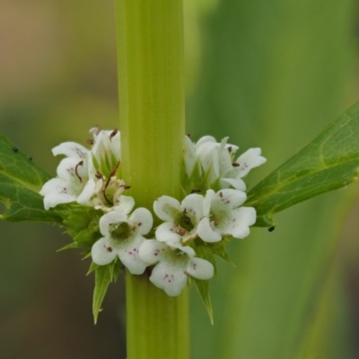 Lycopus australis (Native Gipsywort, Australian Gipsywort) at Lower Cotter Catchment - 5 Jan 2017 by KenT