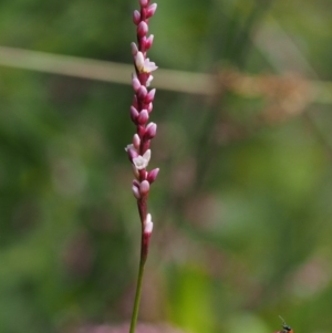 Persicaria decipiens at Cotter River, ACT - 5 Jan 2017