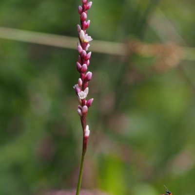 Persicaria decipiens (Slender Knotweed) at Cotter River, ACT - 4 Jan 2017 by KenT