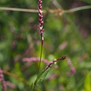 Persicaria decipiens at Cotter River, ACT - 5 Jan 2017 10:13 AM