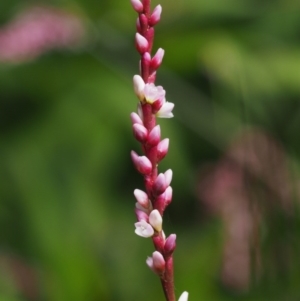 Persicaria decipiens at Cotter River, ACT - 5 Jan 2017