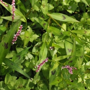 Persicaria decipiens at Cotter River, ACT - 5 Jan 2017 10:13 AM