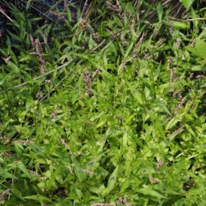 Persicaria decipiens at Cotter River, ACT - 5 Jan 2017